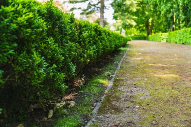 Yeşil boxwood çitinin bir kısmına yakın çekim