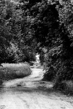 Yeşil bir ormanın içinden geçen kumlu bir yol.