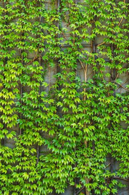 Yeşil Boston sarmaşığıyla kaplı bir binanın duvarının bir bölümü.