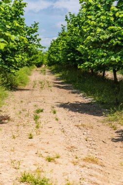 Bir tarlada fındık ağaçları büyüyor.
