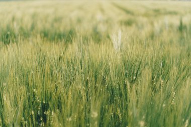Bir tarlada yetişen yeşil çavdara yakın plan.