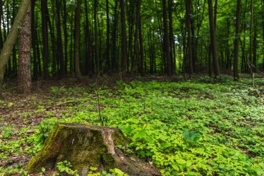 Ilıman bölgenin yaprak döken orman manzarası ve ağaç gövdesi