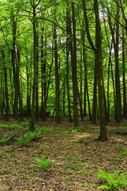 Ilıman bölgenin yaprak döken ormanlarının manzarası