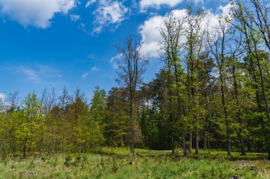 Yapraklı bir ormanın kenarında yavaş yavaş yeşil yapraklar beliriyor.