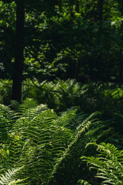 Ilıman bölgenin yaprak döken ormanının dibinde yeşil eğrelti otları.