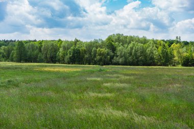Bulutlu bir günde, yaprak döken bir ormanın eteklerinde biçilmemiş çayır.