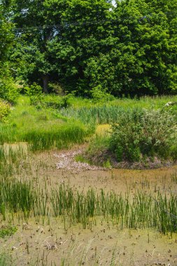 Su teresi ile kaplı küçük bir gölet manzarası