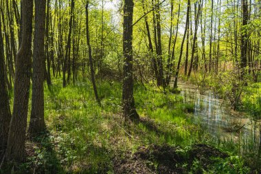 Altında at kuyruğu olan sulak bir arazide bir orman manzarası