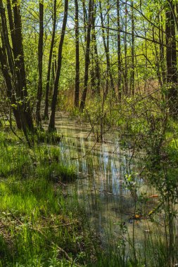 Bataklıktaki bir ormanın manzarası. Altında at kuyruğu ve suda cam şişeler var.