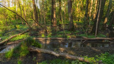 Nehir kenarındaki bataklık bir alanda devrilmiş ağaçların manzarası.