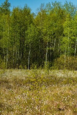 Bahar mevsiminde bir fen üzerinde büyüyen bir sürü Eriophorum vajinatum ile manzara