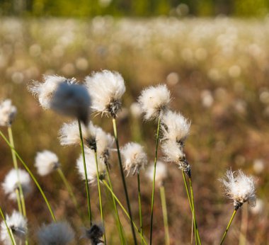 Yaban tavşanı kuyruğu otunun ayrıntıları baharın başlarında bir fen üzerinde büyüyor.