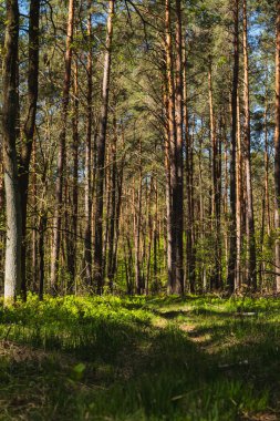 Baharın başında yeşil çimenli bir yol boyunca uzanan manzara.
