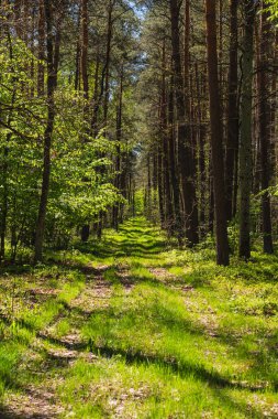 Baharın başında yeşil çimenli bir yol boyunca uzanan manzara.