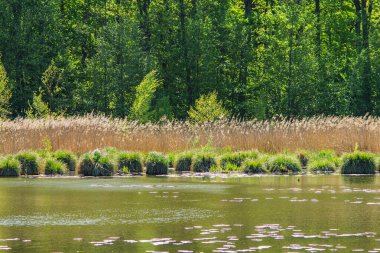 Gölün karşı kıyısının manzarası ormanla kaplıydı.
