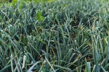 Bir tarlada çok sayıda pırasa yetişiyor.