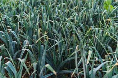Bir tarlada çok sayıda pırasa yetişiyor.