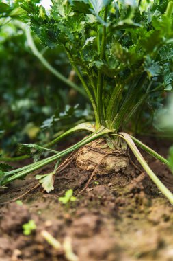 Toprakta büyüyen kereviz yakın plan.