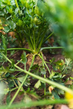 Toprakta büyüyen kereviz yakın plan.