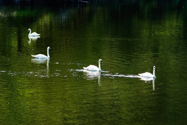 Cisne Branco Nadando Lagoa Com Reflação Verde Árvore — Fotografia de Stock