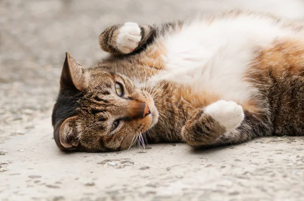 Lovely Cat Lies Ground — Stock Photo, Image