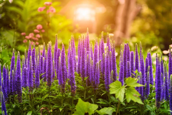 Güneş Işığı Altında Bahçe Içinde Güzel Çiçekler Açar — Stok fotoğraf