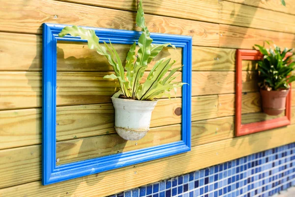 Green Plant Hanging Middle Colorful Painted Photo Frame Wall — Stock Photo, Image