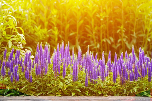 Hermosas Flores Florecen Jardín Bajo Luz Del Sol Imagen De Stock