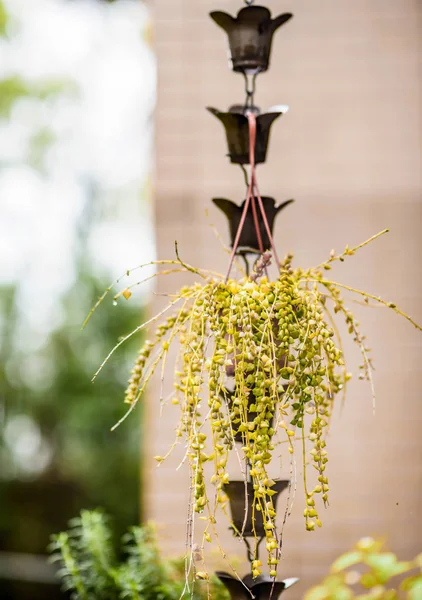 Green succulent plants hanging in flowerpot outdoor — Stock Photo, Image