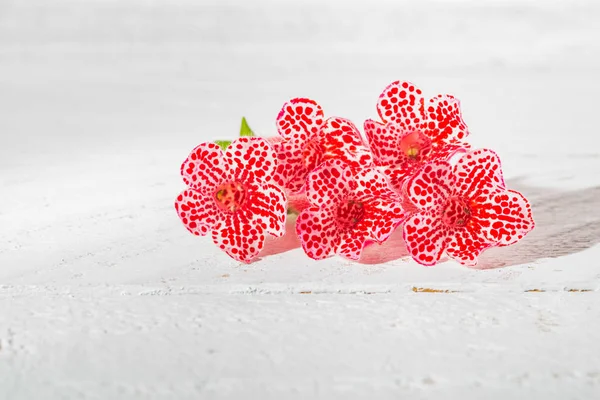 Kleine rode Lentebloemen op witte houten achtergrond — Stockfoto