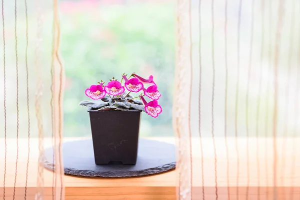 Небольшие горшечные цветы, цветущие у окна в доме — стоковое фото