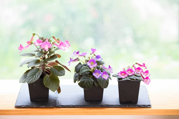 Small potted flowers blooming near window in house — Stock Photo, Image