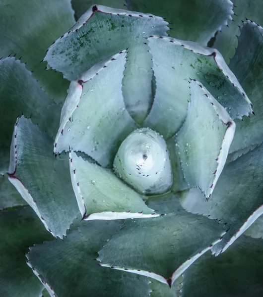 Macro of fresh Agave plant, it shape like flower Stock Image