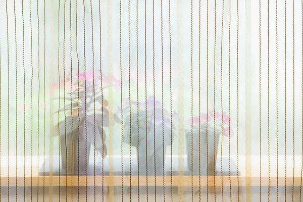 Small potted flowers blooming near window behind curtain Royalty Free Stock Photos