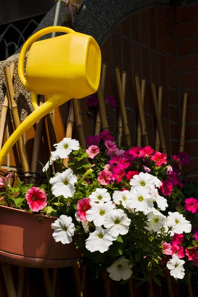 Colorful Flower Plant Watering Can Hanging Bamboo Fence — Stock Photo, Image