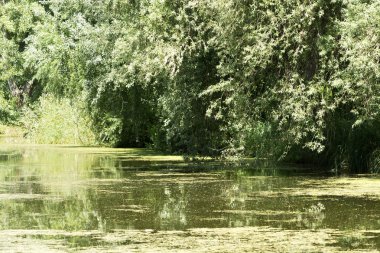 Ayrıntı Balaton Gölü, Macaristan