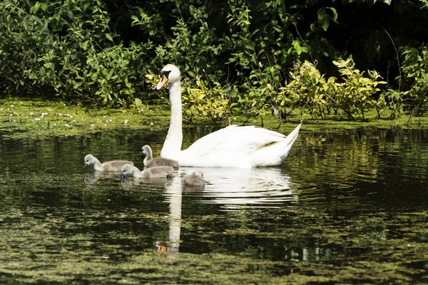 Cisnes Lago Balaton Hungria — Fotografia de Stock