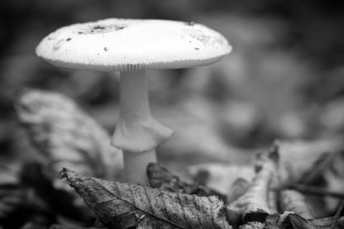 Ölüm kapağı (Amanita phalloides), zehirli mantar, makro (seçici odak )