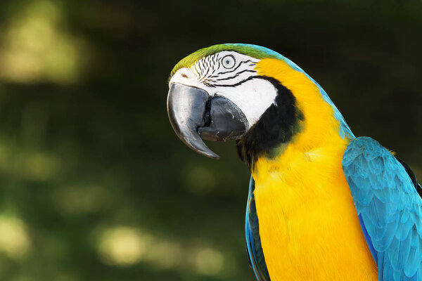 Blue and yellow macaw (Ara ararauna) portrait