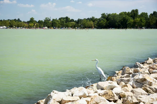 Hora Verano Lake Balaton Hungría —  Fotos de Stock