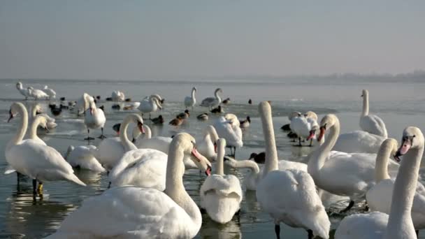 Kuğular Üzerinde Buz Lake Balaton Macaristan — Stok video