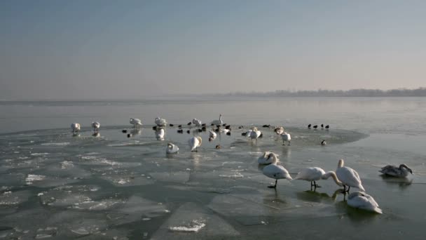 Cisnes Sobre Hielo Lago Balaton Hungría — Vídeos de Stock