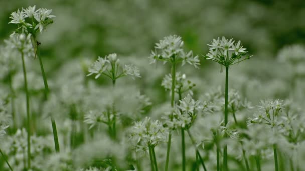 Wilde Frische Und Reife Ramsons Blumen Wald — Stockvideo