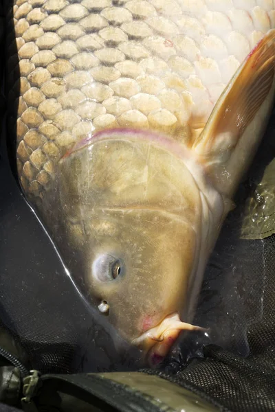 Big Carp Mattress — Stock Photo, Image