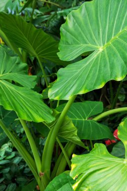 Tropik bitkiler içinde Kraliyet Botanik Bahçeleri, Kew (Richmond )