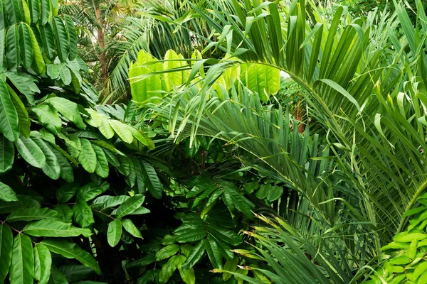 Tropical Plants Royal Botanic Gardens Kew Richmond — Stock Photo, Image