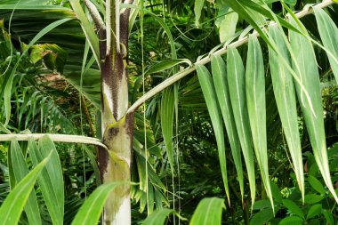 Tropik bitkiler içinde Kraliyet Botanik Bahçeleri, Kew (Richmond )