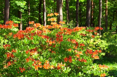 Ormangülü bahar zamanında
