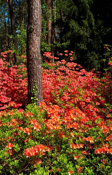 Rhododendron Primavera — Foto de Stock