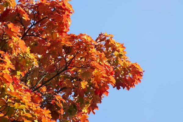 Boom Herfst Kleuren — Stockfoto